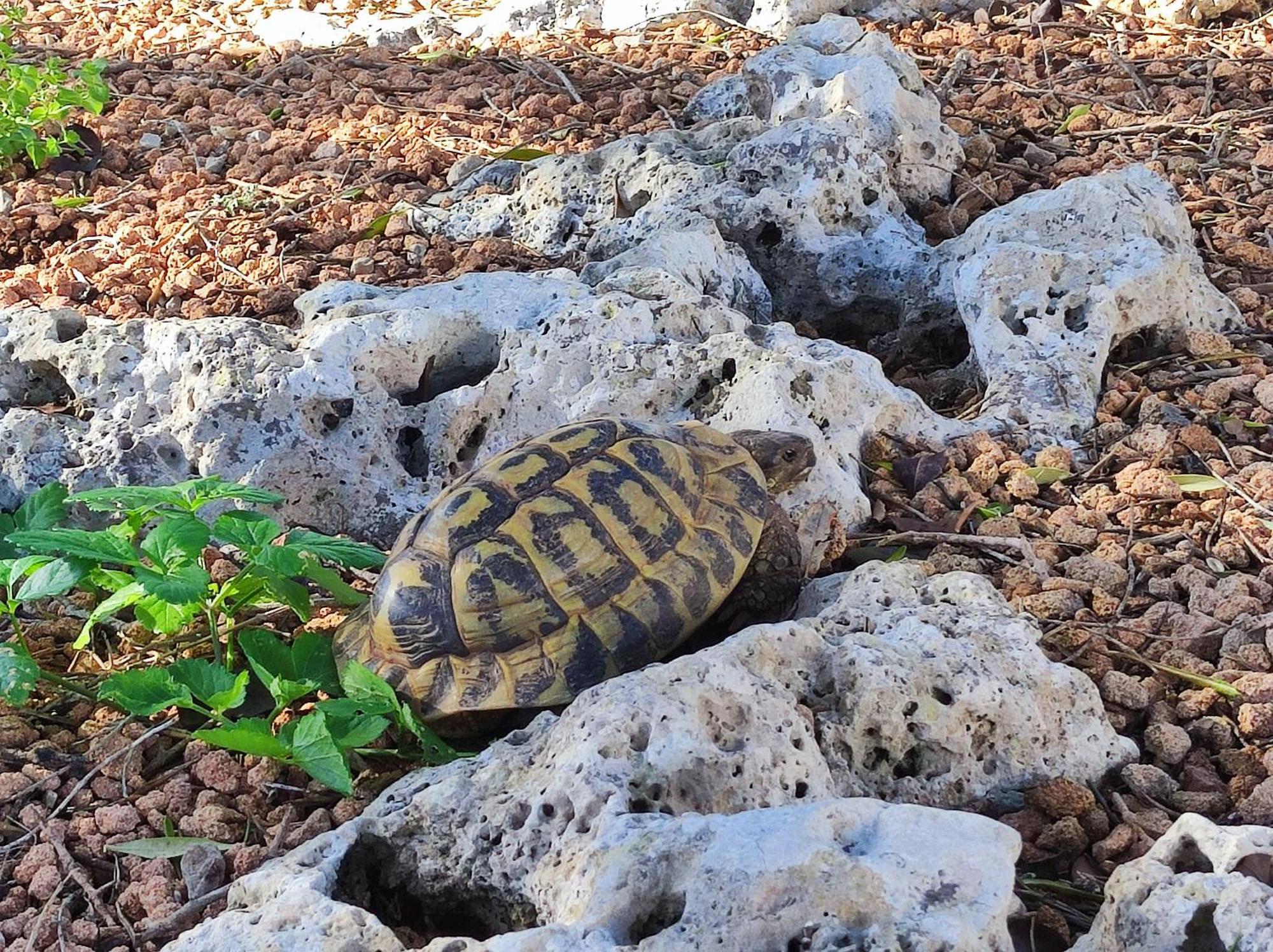 Séjour à la campagne Biniati Des Pi