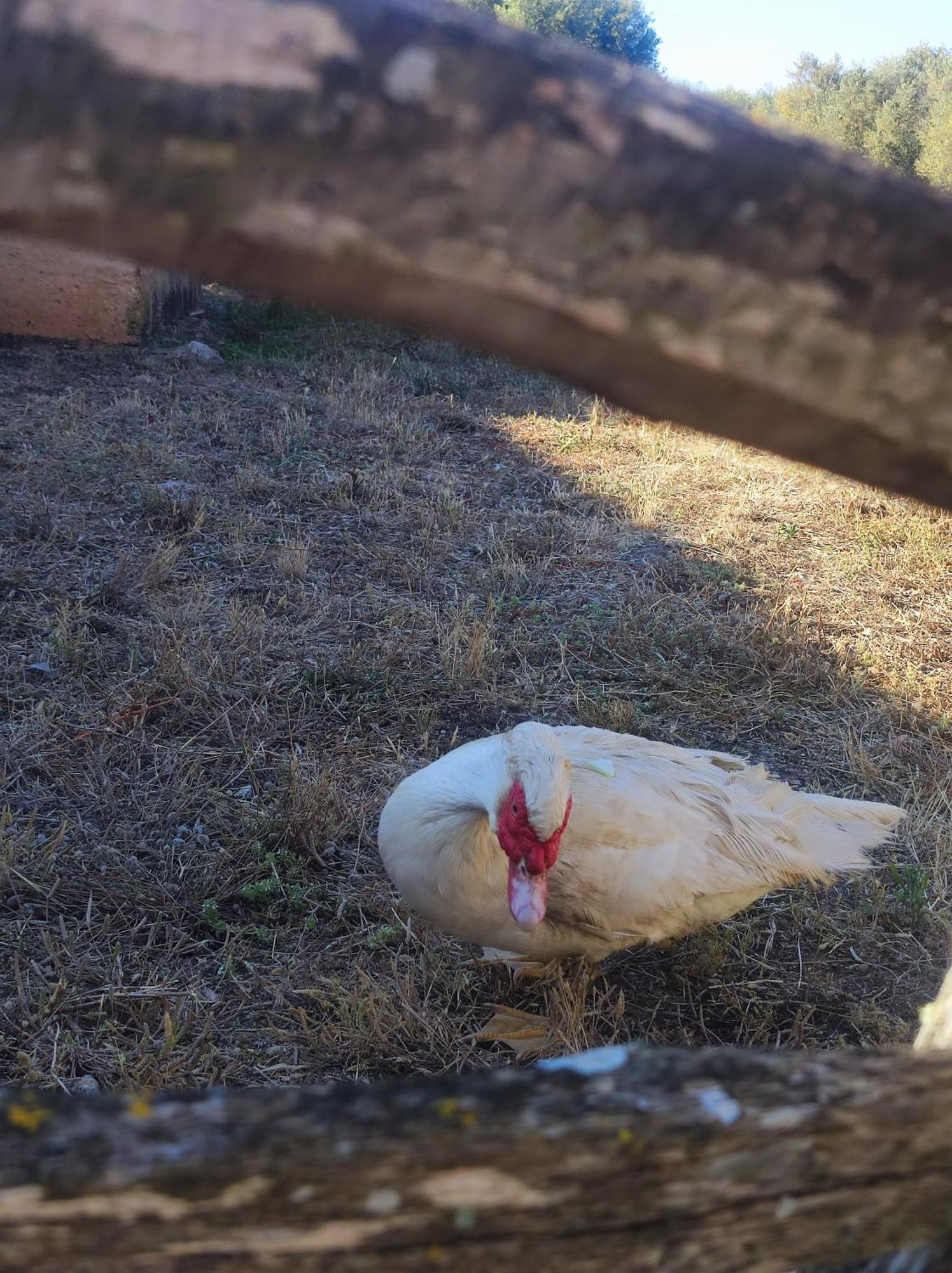 Biniati Des Pi Séjour à la campagne *